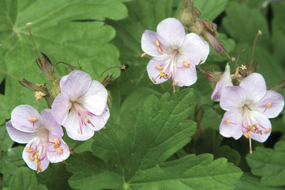 Geranium macrorrhizum 'Ingwersen's Variety' - Ooievaarsbek